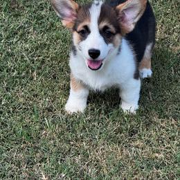 Pembroke Welsh Corgi puppies from Rising JM Pembrokes