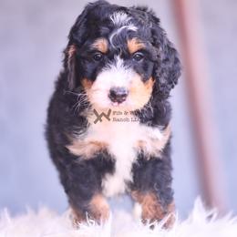 Green - Tri-color male Bernedoodle puppy in Macomb, Oklahoma from Fife and Wife Ranch LLC
