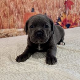 Opal - Gray female Cane Corso puppy in Loogootee, Indiana from Walnut Creek Cane Corso