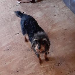 Chihuahuas and Yorkipoos from Charming Chihuahuas of Florida