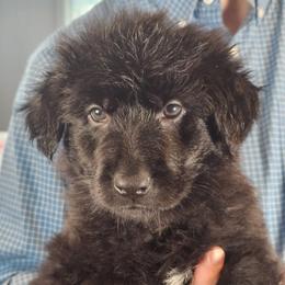 Promise (Purple) - Black female German Shepherd puppy in Columbus, Indiana from Stony Lonesome GSD
