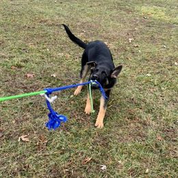 German Shepherds from Delaney Working Dogs