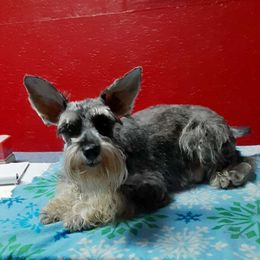 Layla - Miniature Schnauzer