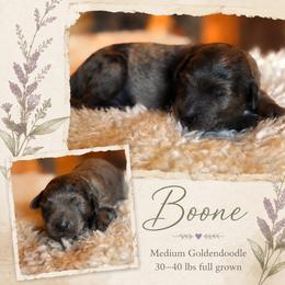 Boone - Merle male Goldendoodle puppy in Millville, California from Hope Lane Kennels