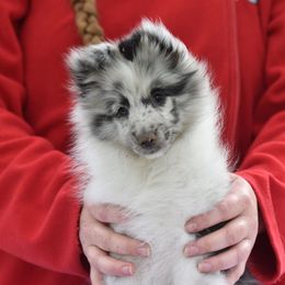 Twister - Blue merle and white female Shetland Sheepdog puppy in Ceresco, Michigan from Caraid Shelties