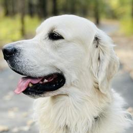 Golden Retrievers from Hudsons Golden Retrievers