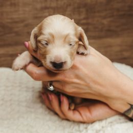 Dachshund Puppies from Doxiecru
