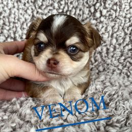 Venom - Chocolate and tan male Chihuahua puppy in Augusta, Georgia from Sophia Jade's Chi Brigade