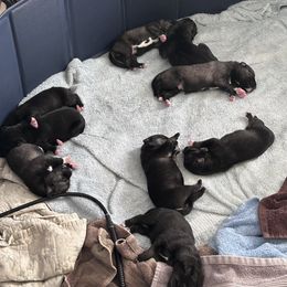 Companion Cross puppies from Amazing Standard Schnauzers