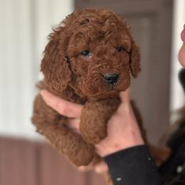Orange boy - Red  male Goldendoodle puppy in Mint Hill, North Carolina from DoodleForever