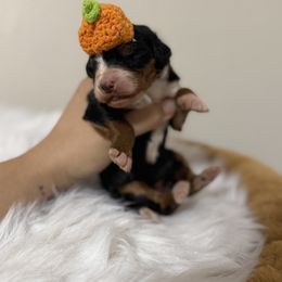 Salt - Tri-color female Bernedoodle puppy in Ocala, Florida from Bernedoodles of Florida