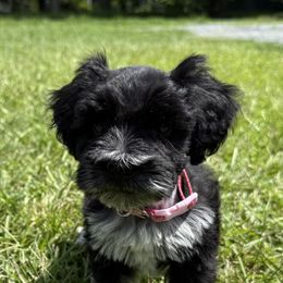 Miniature Schnauzer Puppies from Marley’s Babies