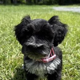 Miniature Schnauzer Puppies from Marley’s Babies