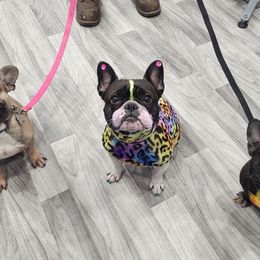 French Bulldogs from Moo's Homestead