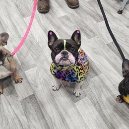 French Bulldogs from Moo's Homestead