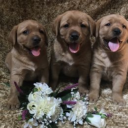 Labrador Retriever Puppies from KC Labradors