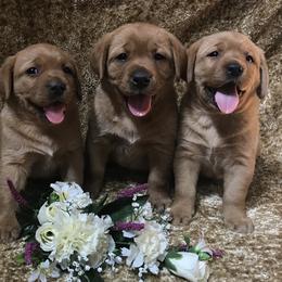 Labrador Retriever Puppies from KC Labradors