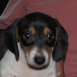 Male 2 - Piebald male Dachshund puppy in Harvard, Illinois from Lori's Cavalier King Charles Spaniels & Dachshunds