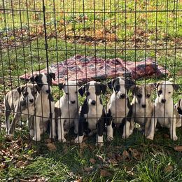 Scottish Deerhound and Whippet Puppies from Cu Liath Deerhounds & Whippets