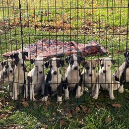 Scottish Deerhound and Whippet Puppies from Cu Liath Deerhounds & Whippets
