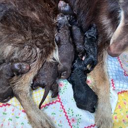 Male 3 - Black and tan male German Shepherd puppy in Allentown, Pennsylvania from VMH Shepherds