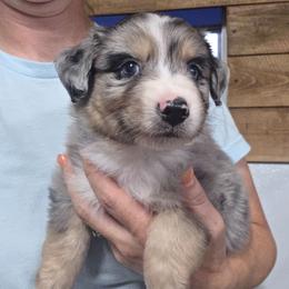 BMM - Blue merle male Miniature Australian Shepherd puppy in Leonard, Texas from Tin Roof Aussies
