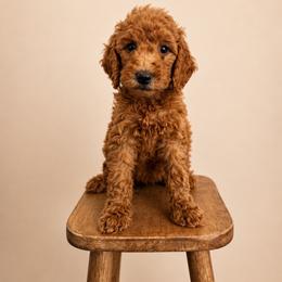 Purple Color Girl - Red  female Goldendoodle puppy in Loma Rica, California from BloomingPuppies