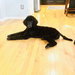 "Charlie 6 months" Poodle All Grown Up from Pipers Standard Poodles and Doodles