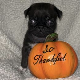 Pug Puppies from Pug Happy