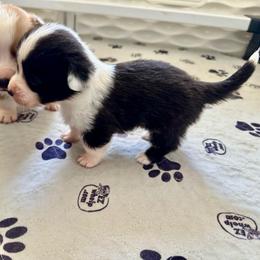 Zoro - Black and white male Cardigan Welsh Corgi puppy in San Antonio, Texas from White Paws Cardigan Corgis