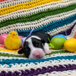 CONWAY - Black and tan male Pembroke Welsh Corgi puppy in Ritzville, Washington from Sapphire Iris Corgis