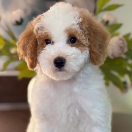 Birdie - Parti female Goldendoodle puppy in Yuciapa, California from AlltheDoodlez_