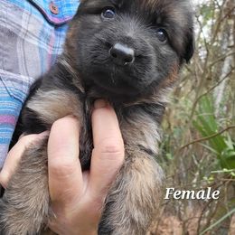 Berger Blanc Suisse and German Shepherd Puppies from Vom Hundhaus Shepherds