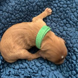 Green Puppy - Ruby male Cavalier King Charles Spaniel puppy in University Place, Washington from Crosby's Cavaliers