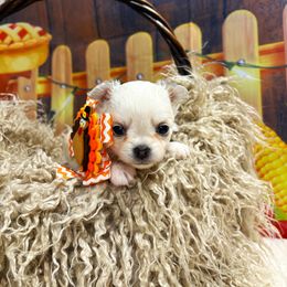 Faith - Cream and white female Chihuahua puppy in Gloucester, Virginia from Charlotte's Web of Chihuahuas