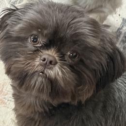 Ripp - Shih Tzu
