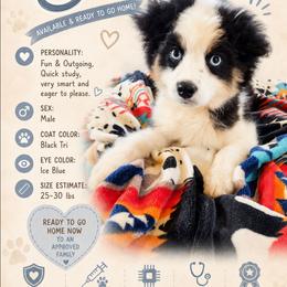 Steele - Black tri male Miniature American Shepherd puppy in Shreveport   Bossier, Louisiana from Jem Miniature American Shepherds