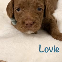 Lovie - Red  female Goldendoodle puppy in Blanchard, Oklahoma from Dream Doodles by Dondi