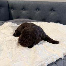 Purple - Liver female Boykin Spaniel puppy in Pearland, Texas from Double Shot Boykins