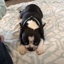 Boston Terriers from Family Raised Boston Terriers