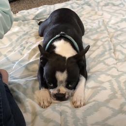 Boston Terriers from Family Raised Boston Terriers