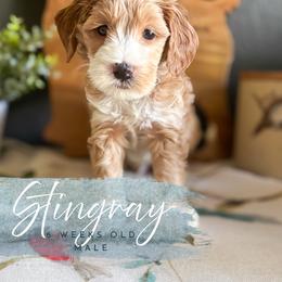 Stingray - Apricot male Goldendoodle puppy in Garden Grove, California from Sunkissed Doodles