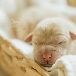 Yellow Boy - Yellow male Labrador Retriever puppy in Southington, Ohio from Ridgemere Retrievers
