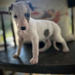 Rose - White and fawn brindle female Whippet puppy in Oneida, Tennessee from Saving Grace