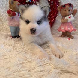 Rhys - Black and white male Pomsky puppy in Bucyrus, Missouri from Hill Top Pomskies