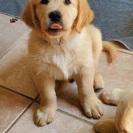 Golden Retriever Puppies from The Golden Court