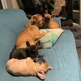 French Bulldog Puppies from Rockstar Kennel