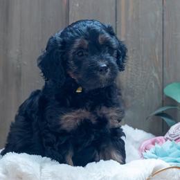 Black-eyed Susan: Suzie - Black and tan female Cavapoo puppy in Fairfield, Illinois from Positively Doodles