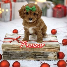 Prancer - Red female Cavapoo puppy in Buford, Georgia from Petite Posh Puppies