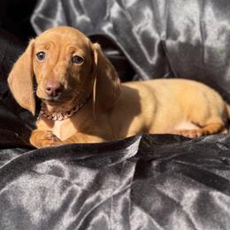 Echo 1200 - Red male Dachshund puppy in Barbourville, Kentucky from The Bossy Doxie Farm